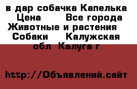 в дар собачка Капелька › Цена ­ 1 - Все города Животные и растения » Собаки   . Калужская обл.,Калуга г.